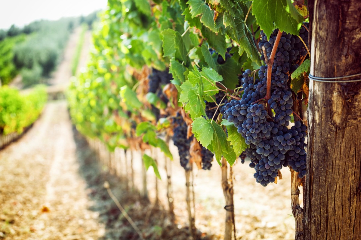 Greek Winery Food & Wine Tour: 10 Meal Course Lunch, Wine Tasting, Cooking Class