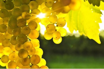 Greek Winery Food & Wine Tour: 10 Meal Course Lunch, Wine Tasting, Cooking Class