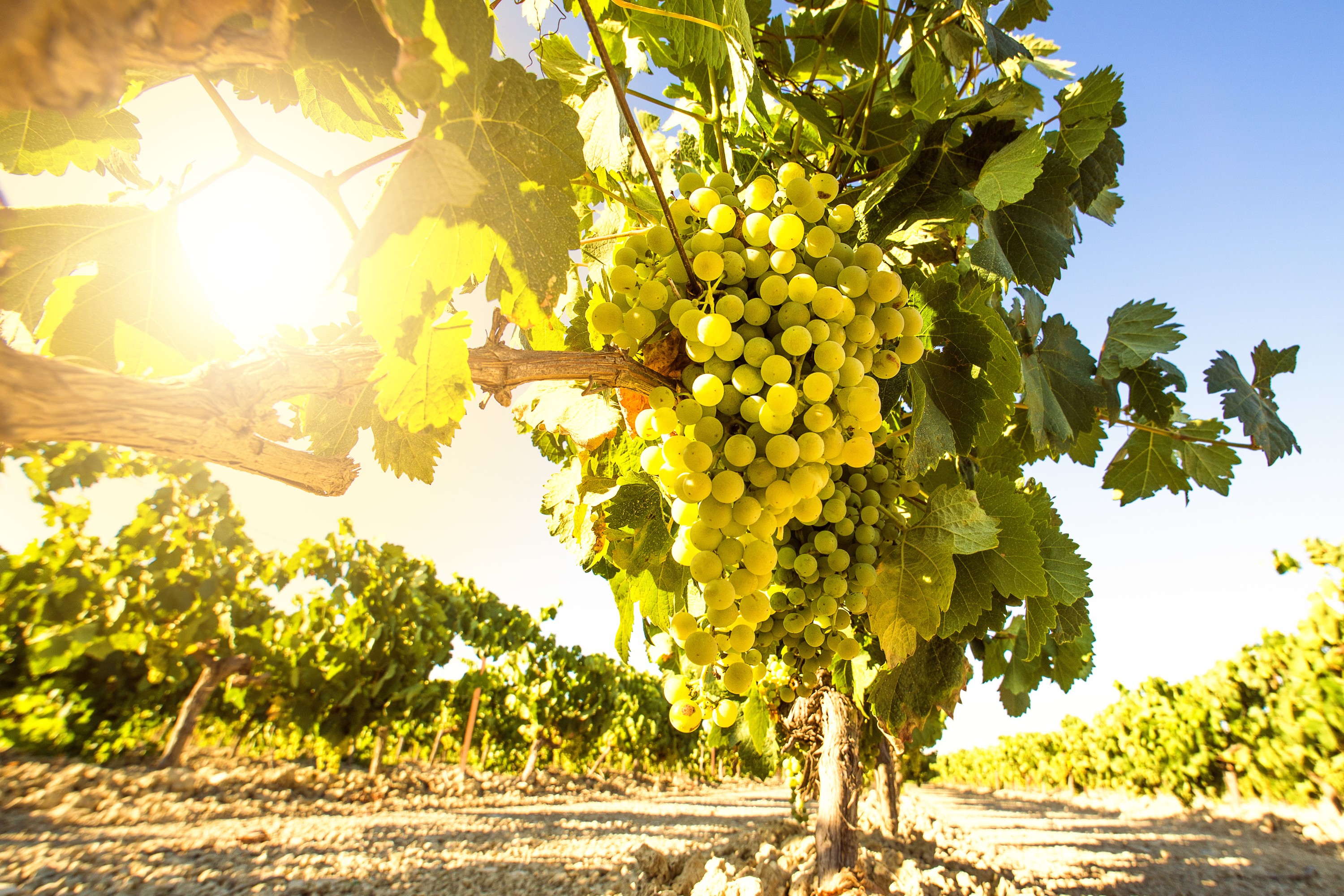 Wineries of Rhodes